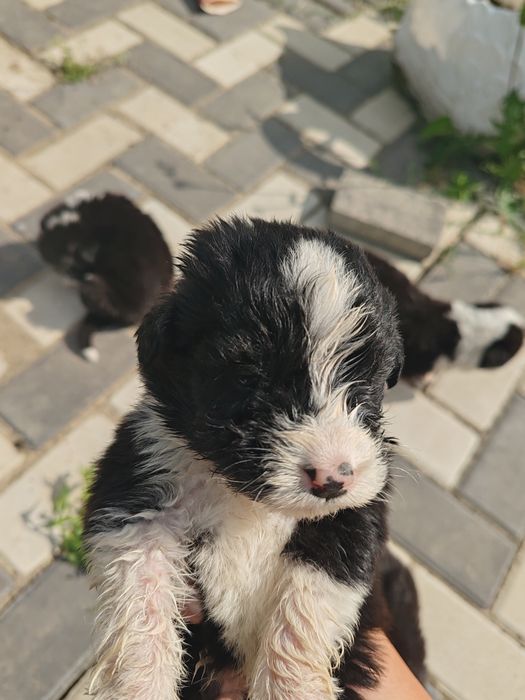 Cățeluși spre adopție