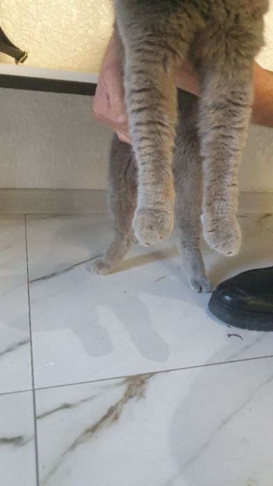 British Shorthair zotidagi mushuk.