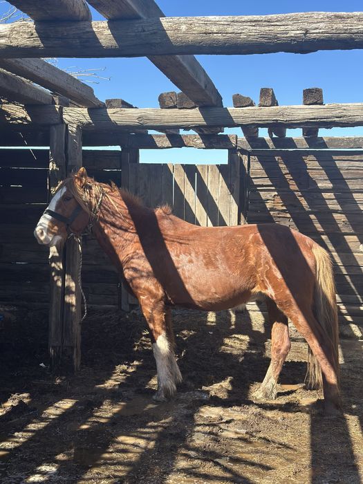 Айгыр сатылады 750мын