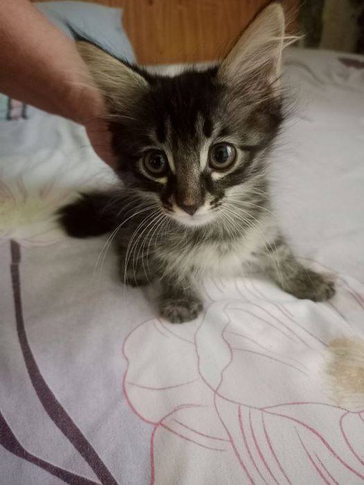 Котята домашние.