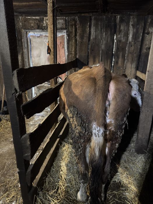 Дойная корова крс