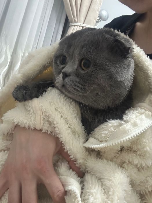 Продается Чистокровный Скотиш Фолд