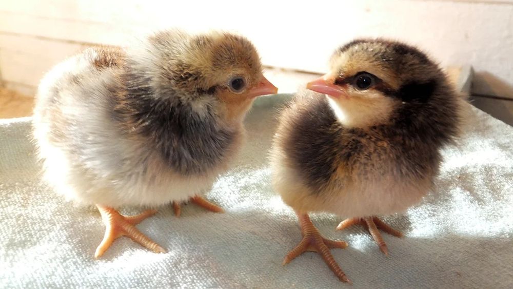 Jaydari jo'jalar bor ,bemalol ochilvotti