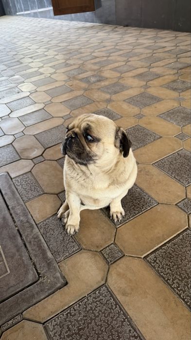 Продается собака Мопс