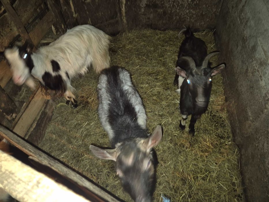 Vand Capre tinere Sunati