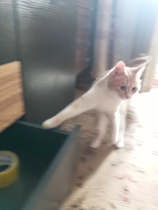 Котёнок, девочка