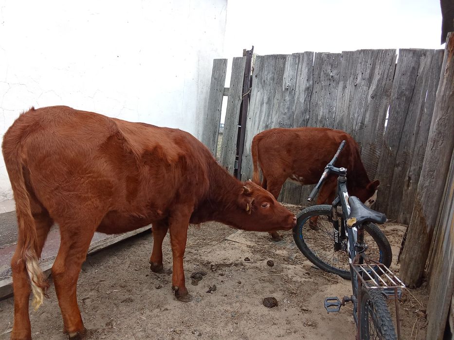 Продам двух тёлок