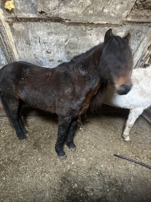 Аиғыр сатылады 10жасар