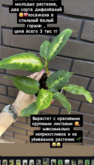 Комнатные цветы