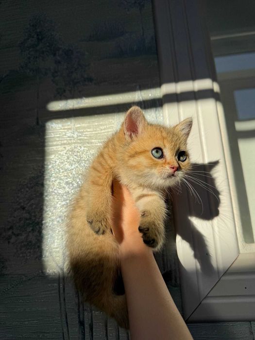 Чистокровные котята Шиншиллы (Британец + Шотландка) 2 мес