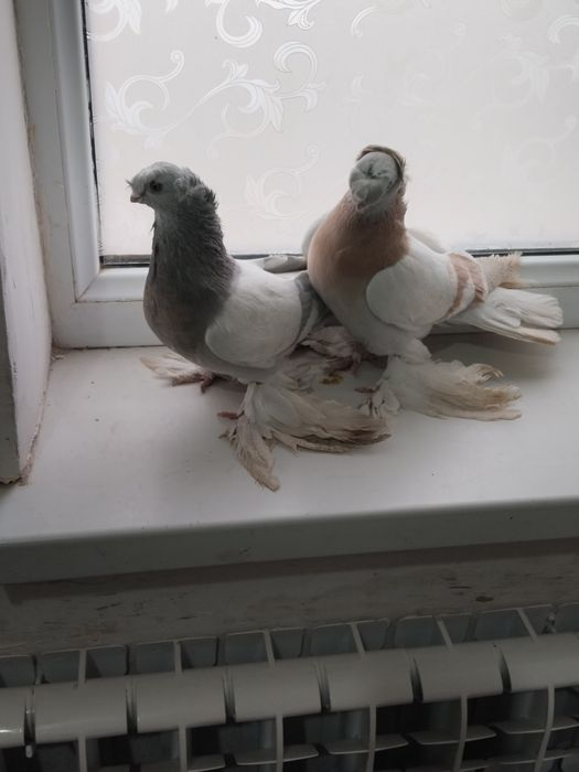 Голубы двухшубые