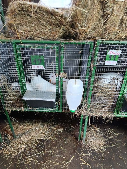 Продават се на различна възраст