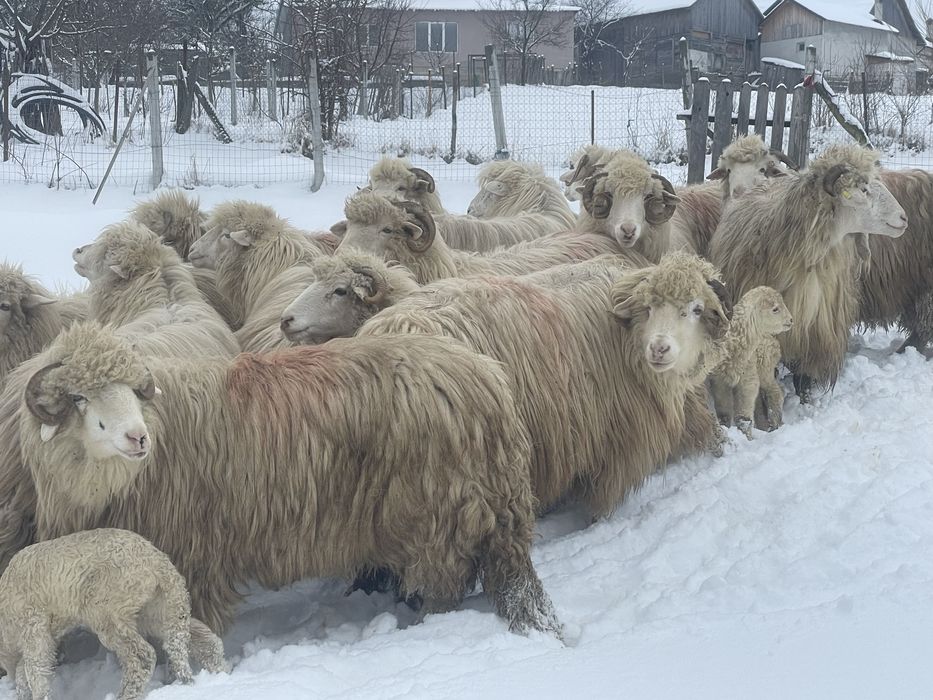 Vand oi bune si frumoase