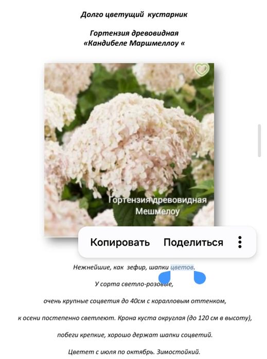 Гортензия древовидная - новинки . В наличии 5 сортов .