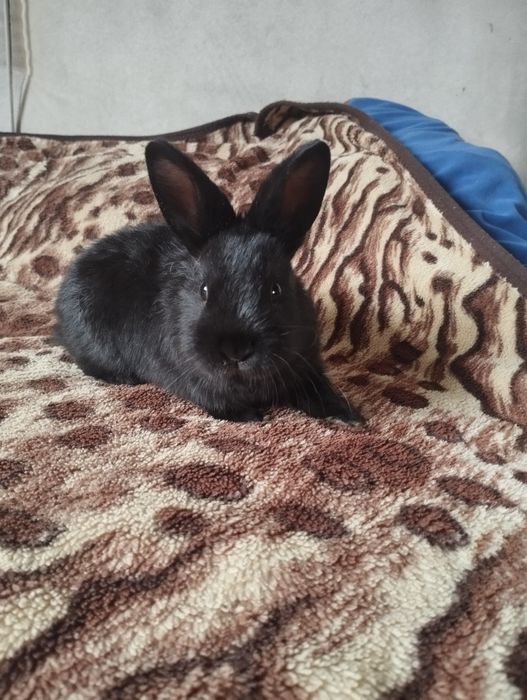 Iepurași pufoși mici și mari