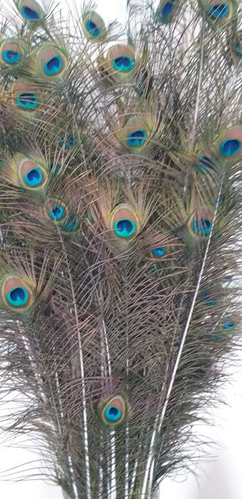 Продам перья Павлина