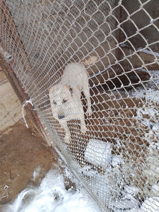 Продается собака азиат Девочка.