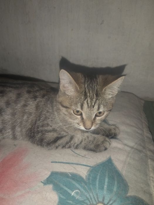 Котёнок ответственным людям!