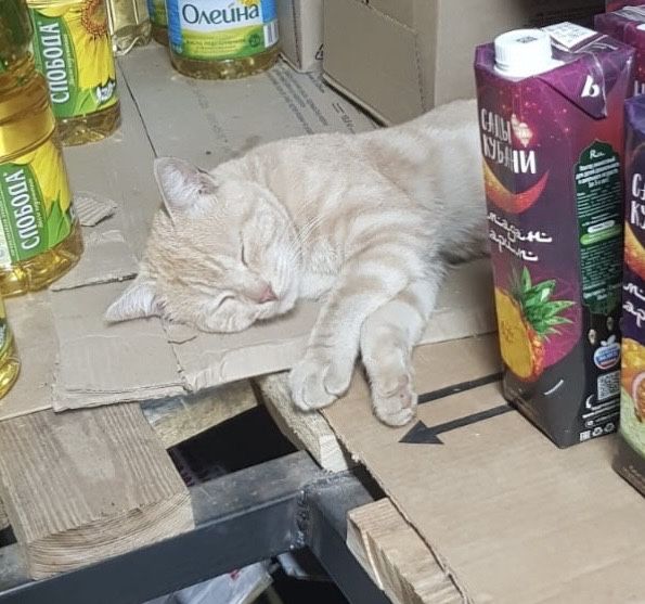 Ищу добрые руки котику