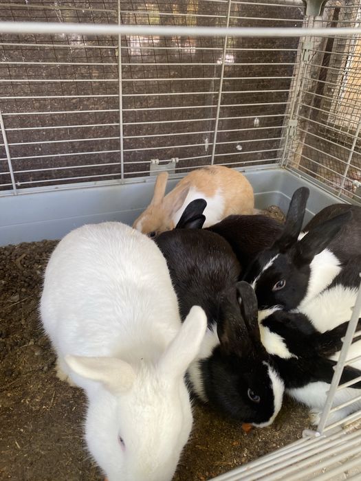 карликовые кролики