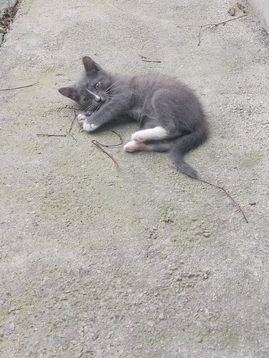 Котенок ищет дом