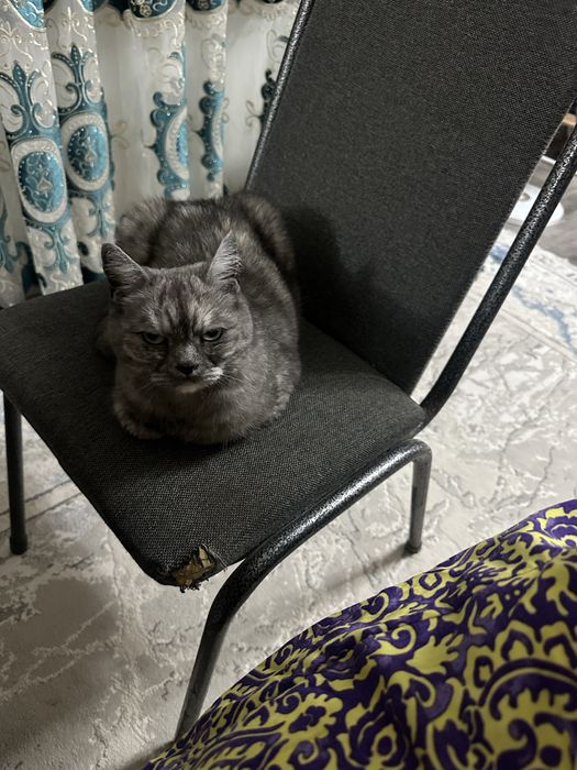 Кошка породости, стмпатичная