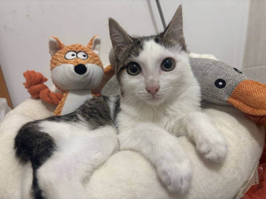 Котенок мальчик 3 месяца