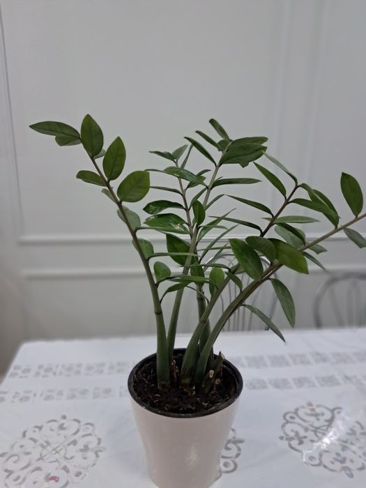 Денежное дерево Замиокулькас.