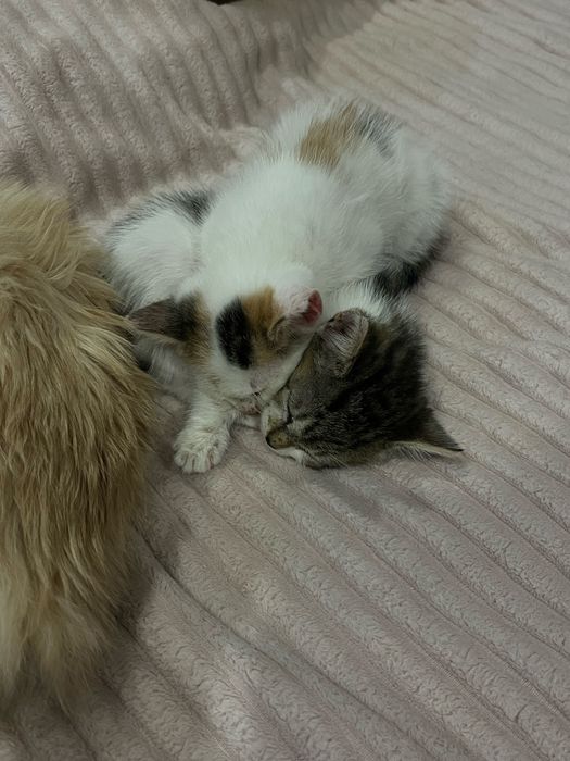 отдам котят в добрые руки