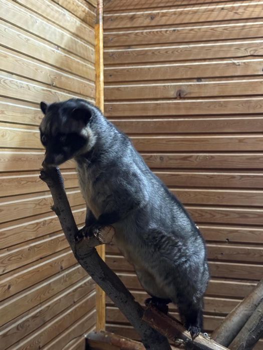 Пальмовая циветта