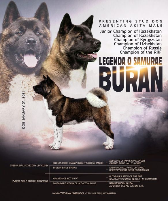 Щенки цены разные