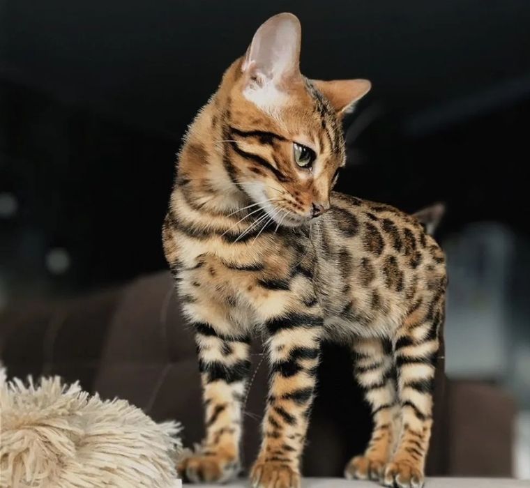Бенгальские котята