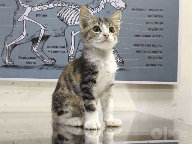 Малышам нужен дом!
