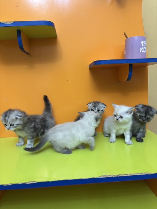 Шотландские котята