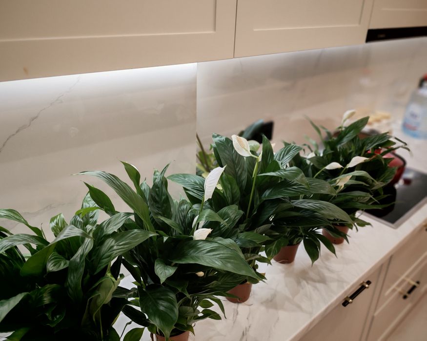 Домашний цветы 34