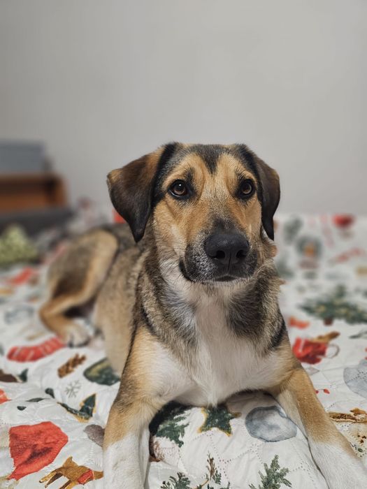 Ofer servicii de pet sitter, plimbări căini și pisici, pet taxi, Const