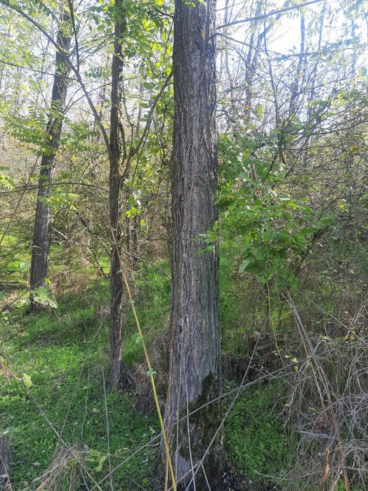 Bustean de salcâm de vinzare 300 metri cubi