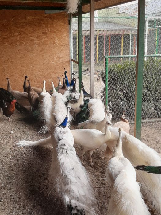 Păuni tineri diferite culori