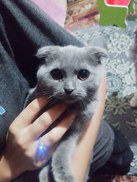 Продается скотиш фолд