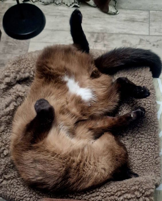 Котик Сэм ищет дом