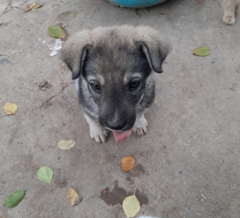 Отдам щенка в хорошие руки