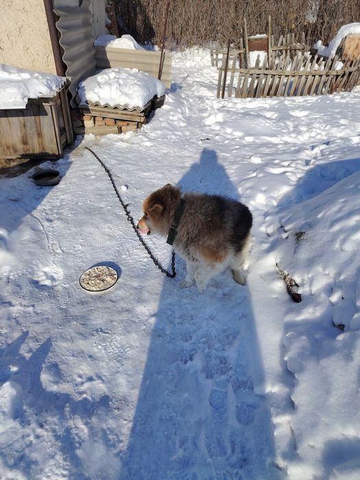 Отдам собачек в добрые руки