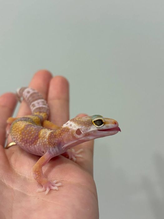 Эублефары разных морф