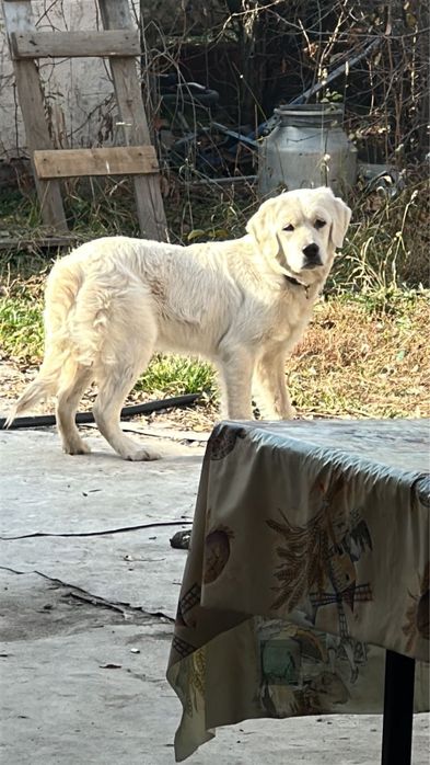 Золотой Ретривер