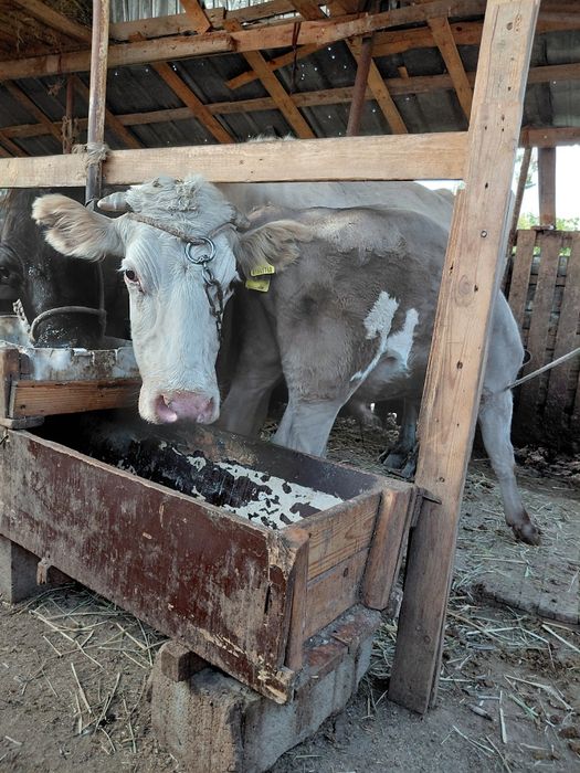 Сауын  бызаулы  сйыр