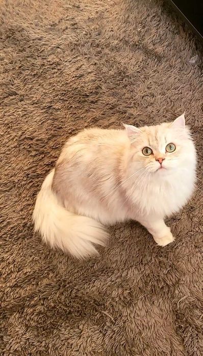 British longhair enervant de lipicios cu pedigree