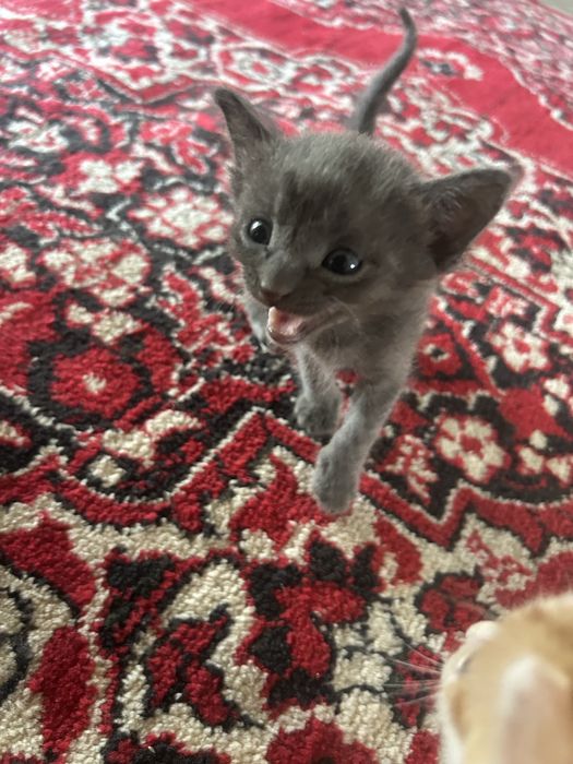 Отдам котят в хороших рук.