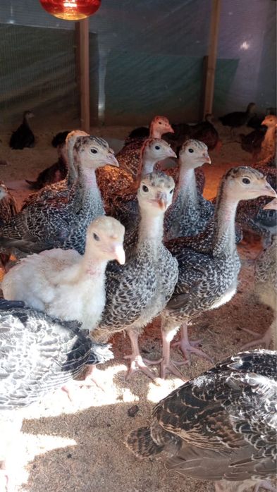 Индюшата месячные