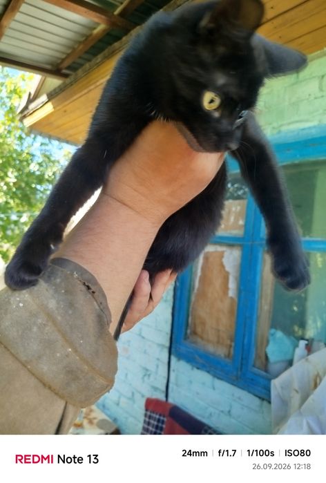 Отдам молодого котенка