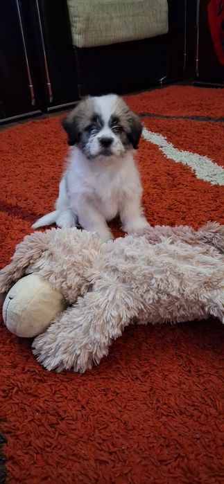 Donez cățeluș iubitor si jucăuș!